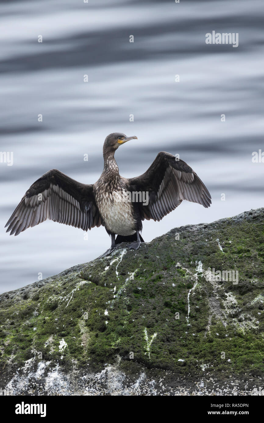 Kormoran trocknet seine Flügel, Phalacrocorax carbo, Great Cormorant, great black cormorant, black cormorant, large cormorant, black shag, le Grand Co Stock Photo