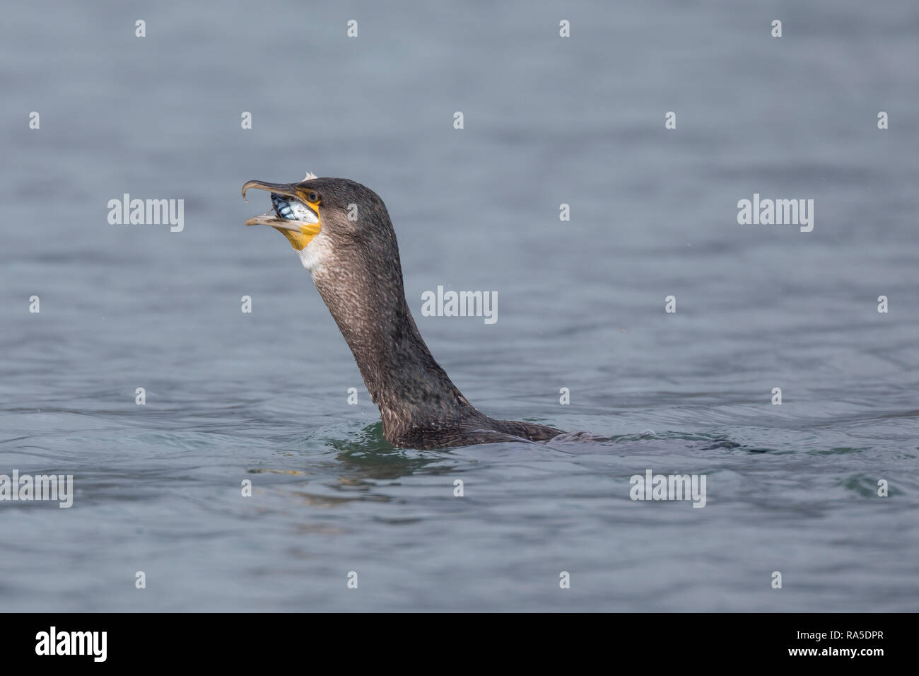 Kormoran, mit erbeuteter Markrele, Fisch, Beute, schluckt die relative ...