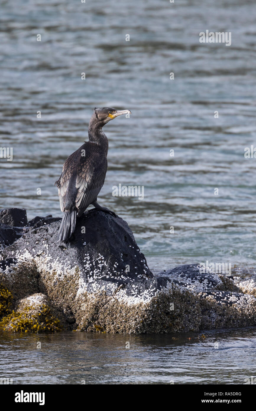 Kormoran, Phalacrocorax carbo, Great Cormorant, great black cormorant, black cormorant, large cormorant, black shag, le Grand Cormoran, le Cormoran co Stock Photo