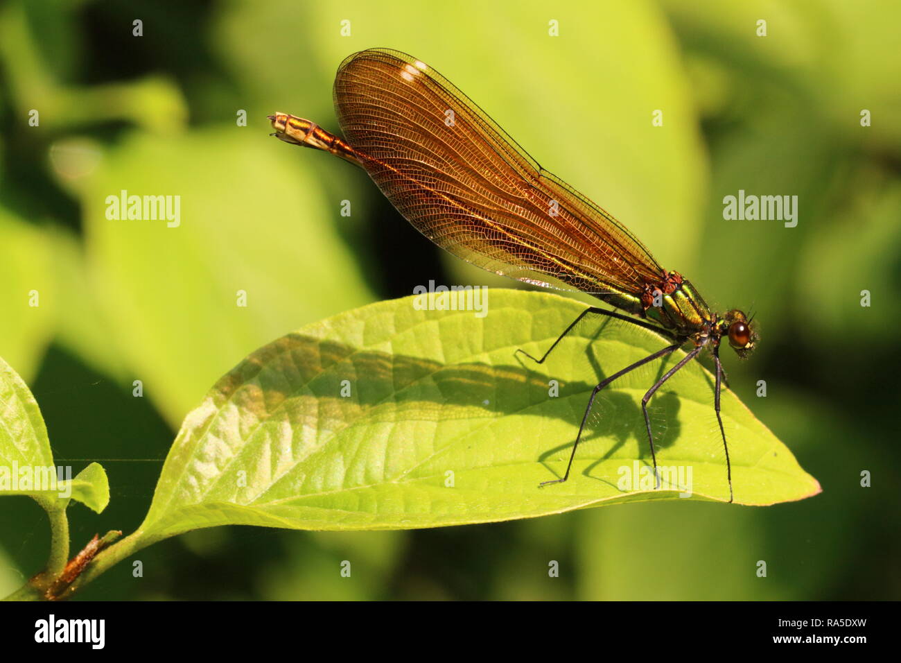 British dragonflies and damselflies hi-res stock photography and images ...