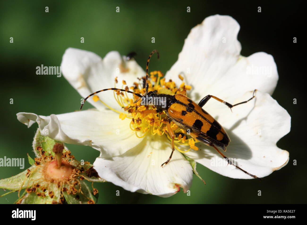 Black and Yellow Longhorn Beetle Stock Photo