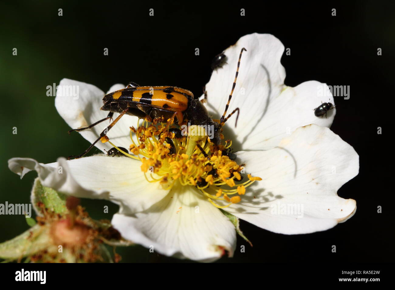 Black and Yellow Longhorn Beetle Stock Photo - Alamy