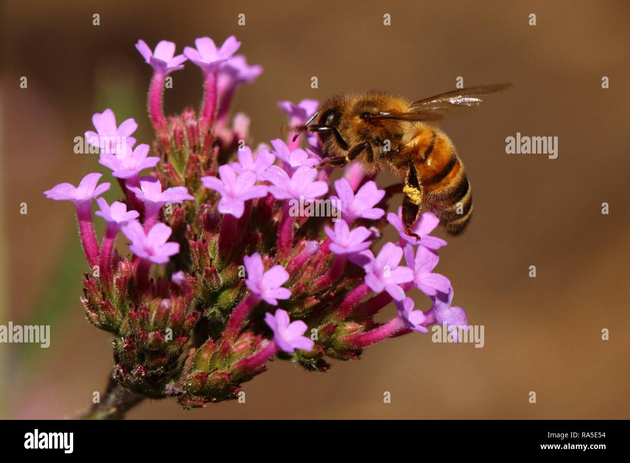 Honey Bee Stock Photo