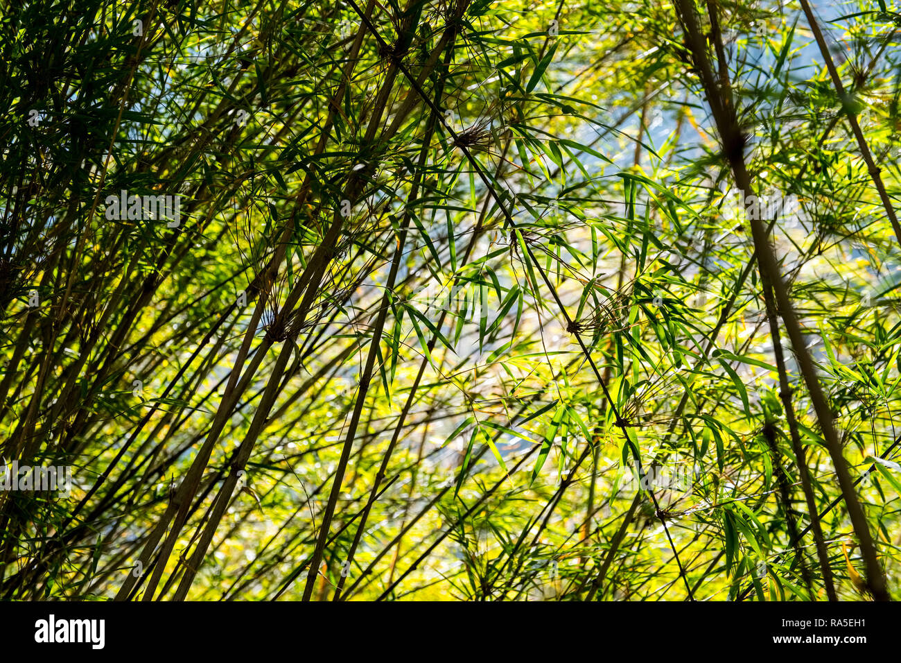 Bamboo growing in the hills of Nepal Stock Photo Alamy