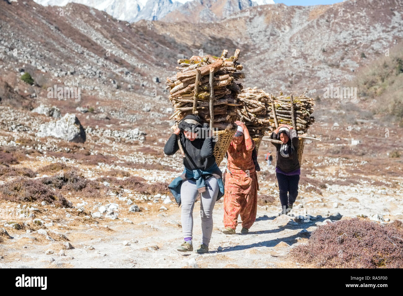 Group of women carrying heavy loads of firewood in the Nepal Himalayas