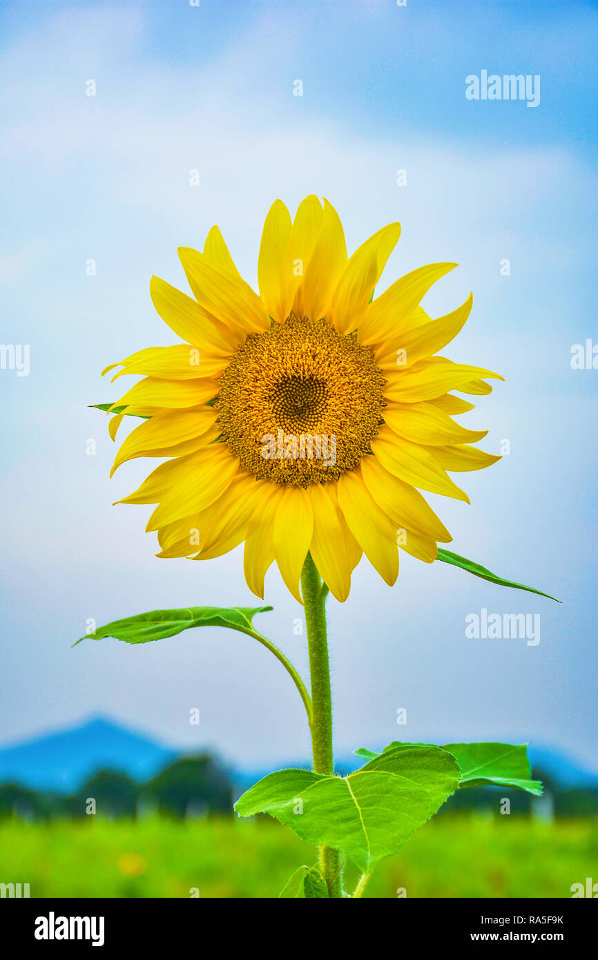 India sunflower hires stock photography and images Alamy