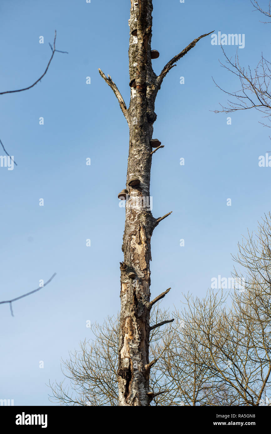 single isolated tree in green meadow field in summer. alone in nature ...