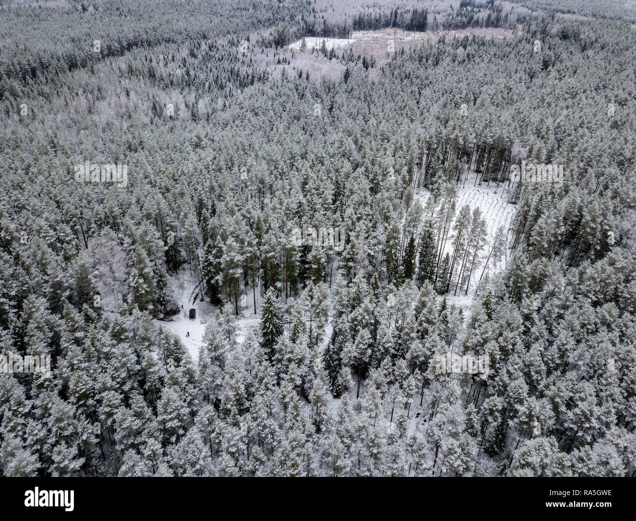 drone image. aerial view of forest area in winter with snowy trees ...