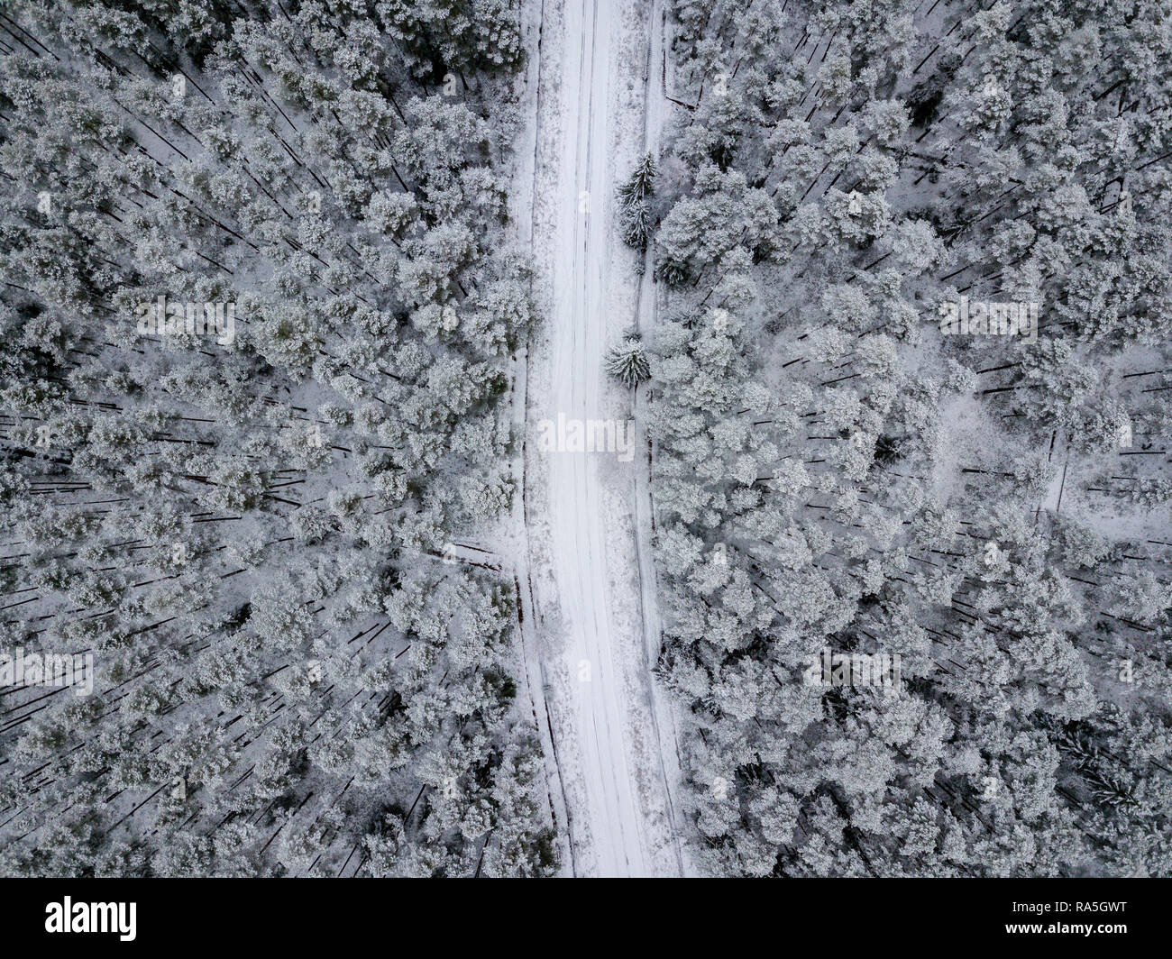 drone image. aerial view of forest area in winter with snowy trees ...