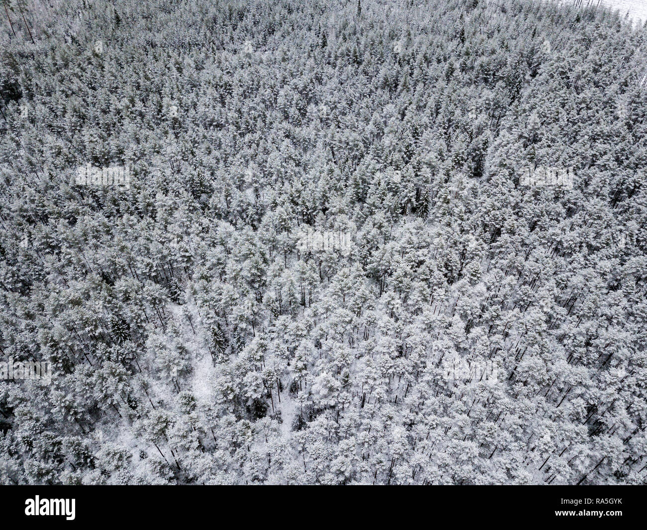 drone image. aerial view of forest area in winter with snowy trees ...