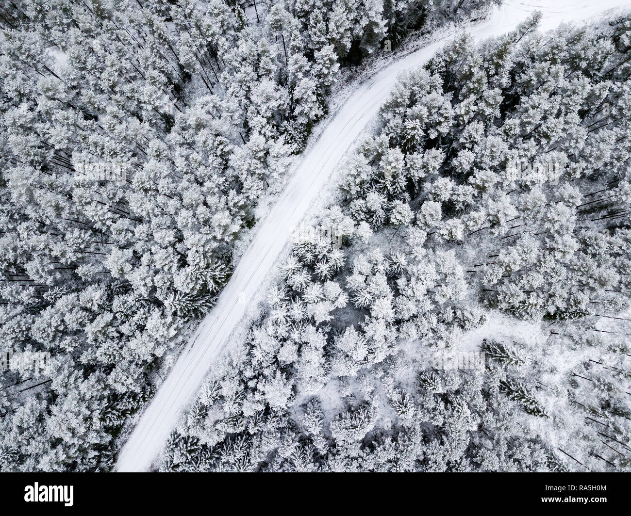 drone image. aerial view of forest area in winter with snowy trees ...