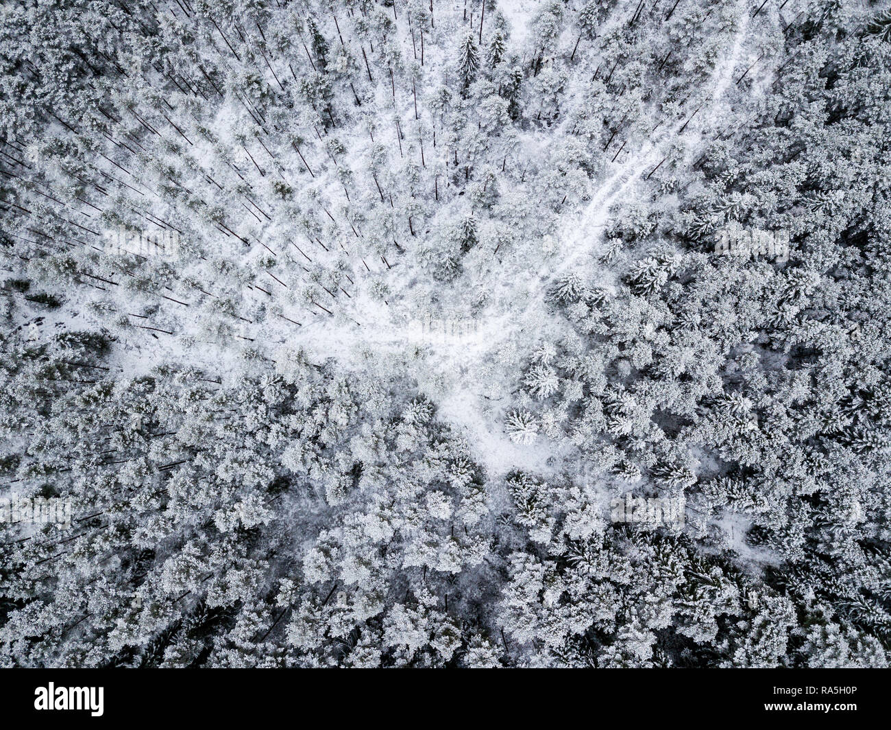 drone image. aerial view of forest area in winter with snowy trees ...