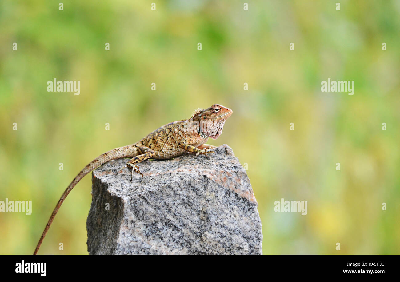 Collared lizard basking on rock Stock Photo Alamy