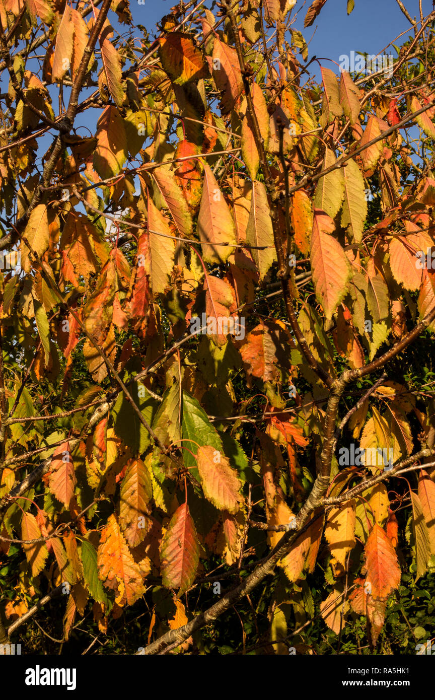 Wild Cherry during autumn Stock Photo