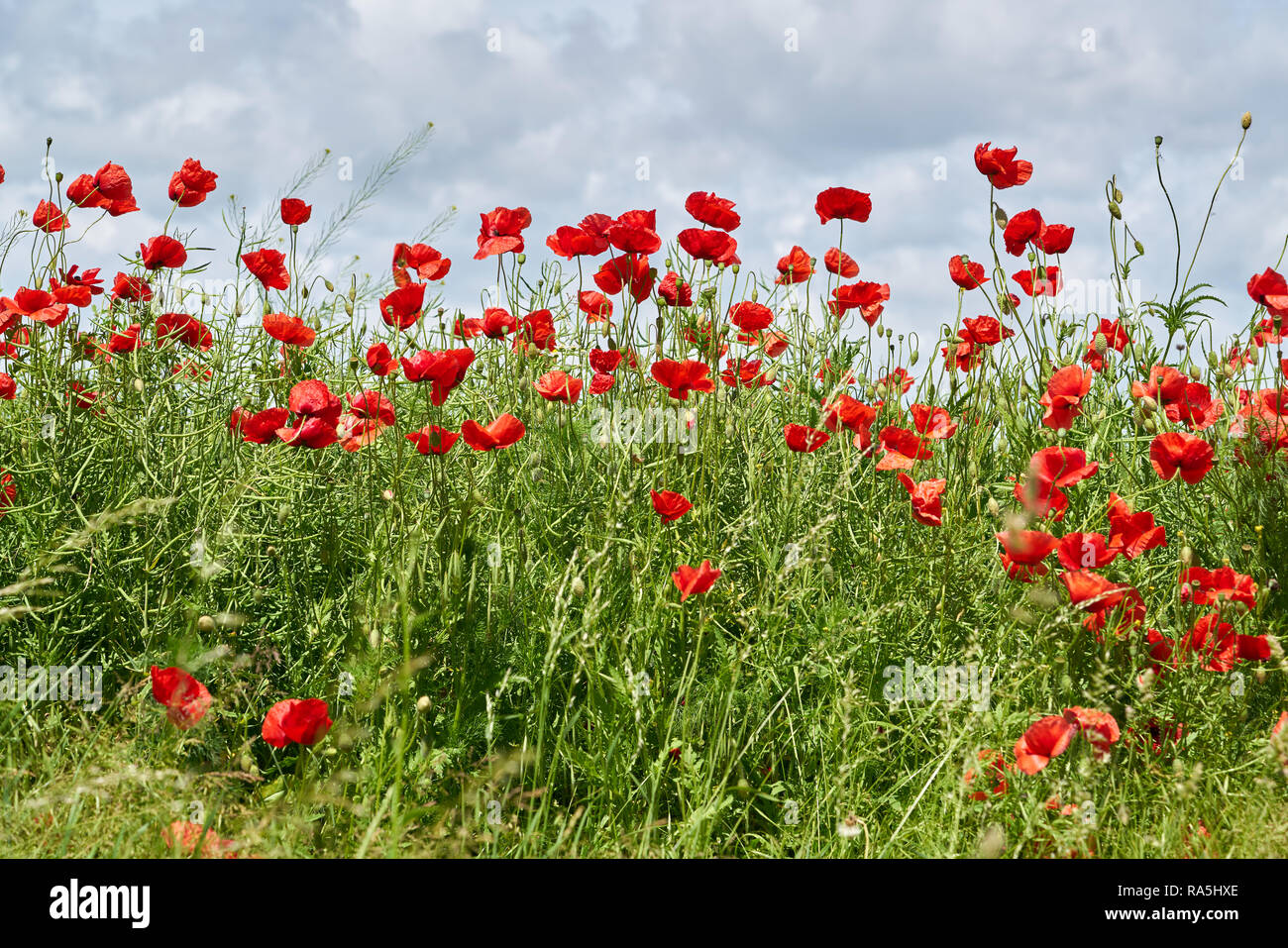 Flowering period flowers hi-res stock photography and images - Page 4 -  Alamy