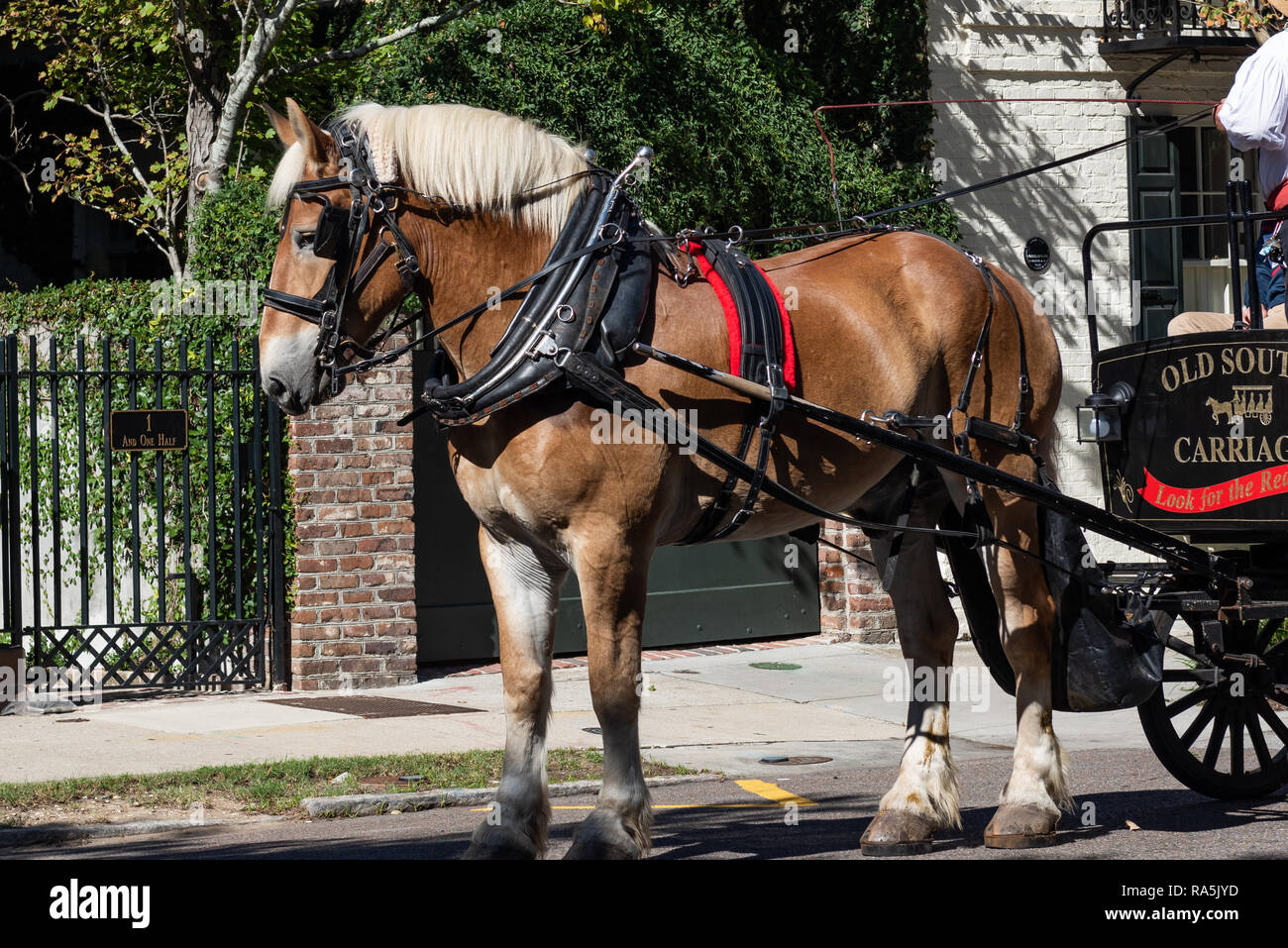 Horse and carriage Stock Photo