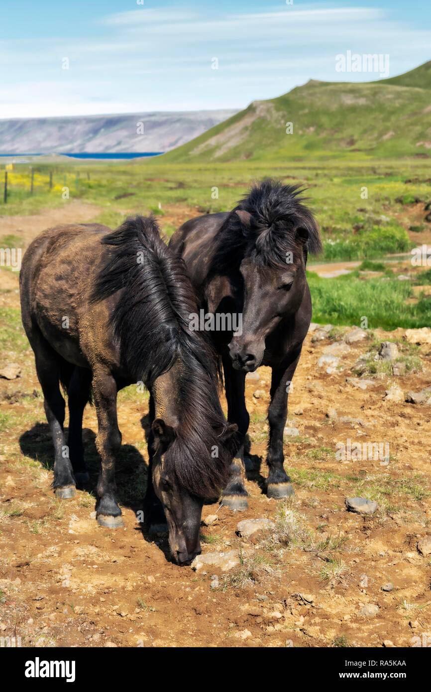 Icelandic horses, Krýsuvík, Krisuvik, peninsula Reykjanes, near Reykjavik, Iceland Stock Photo