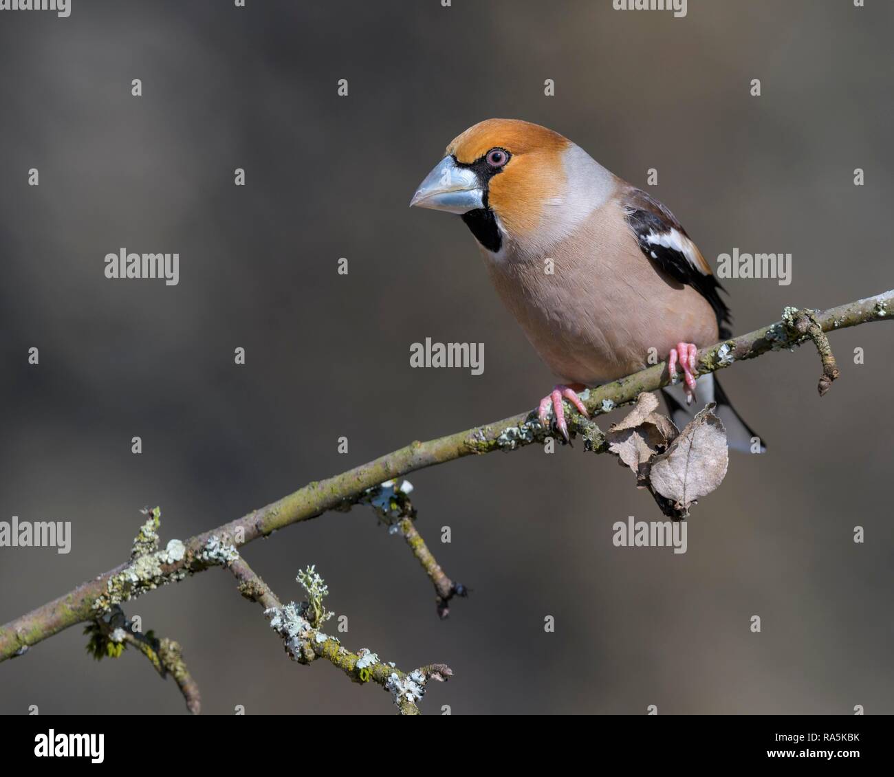 Hawfinch (Coccothraustes coccothraustes), in a splendid dress, sitting on a branch with lichens, biosphere area Swabian Alb Stock Photo