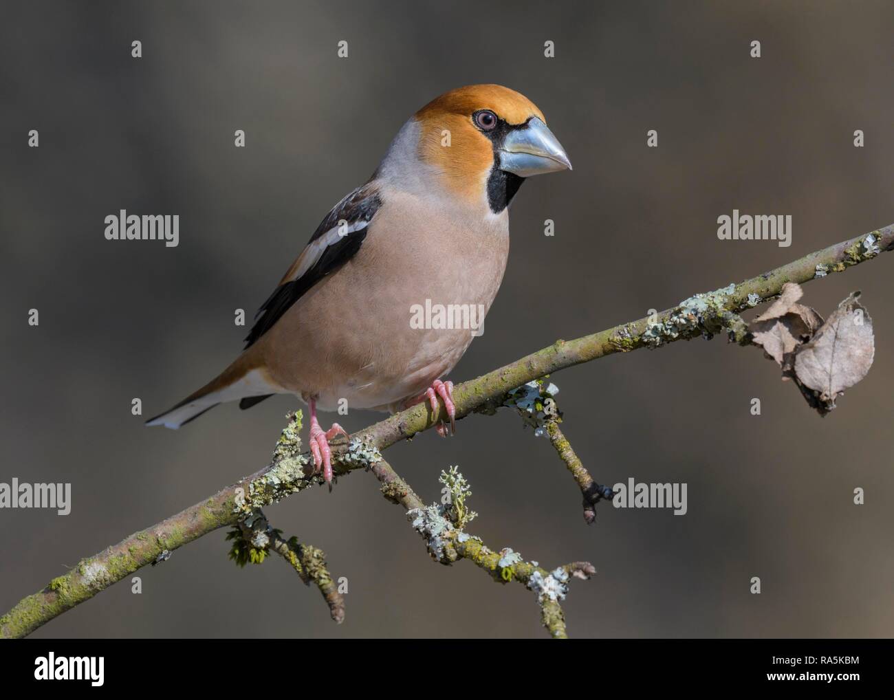 Hawfinch (Coccothraustes coccothraustes), in a splendid dress, sitting on a branch with lichens, biosphere area Swabian Alb Stock Photo
