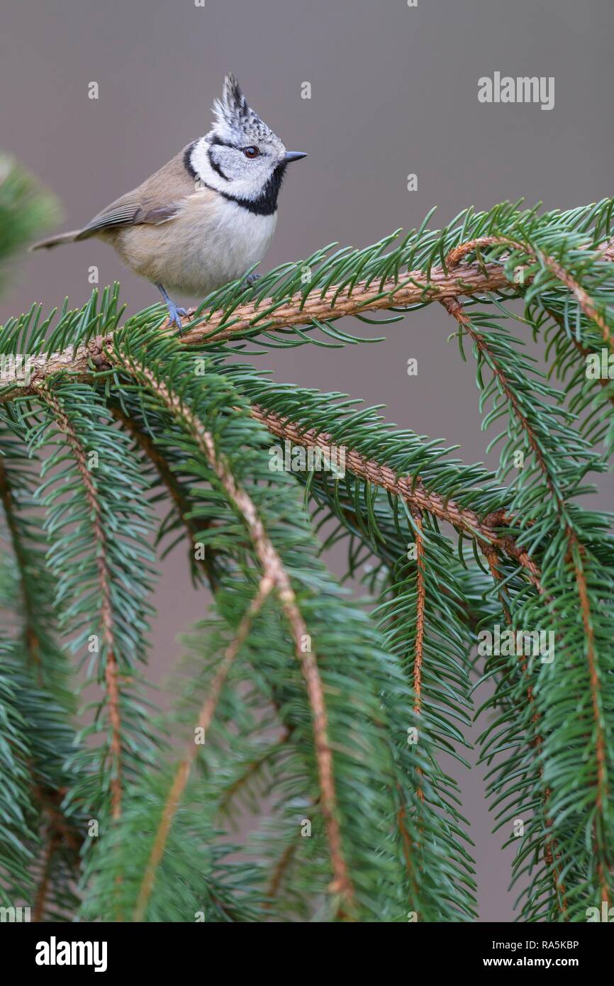 Crested tit (Lophophanes cristatus), sits on spruce branch, biosphere area Swabian Alb, Baden-Württemberg, Germany Stock Photo