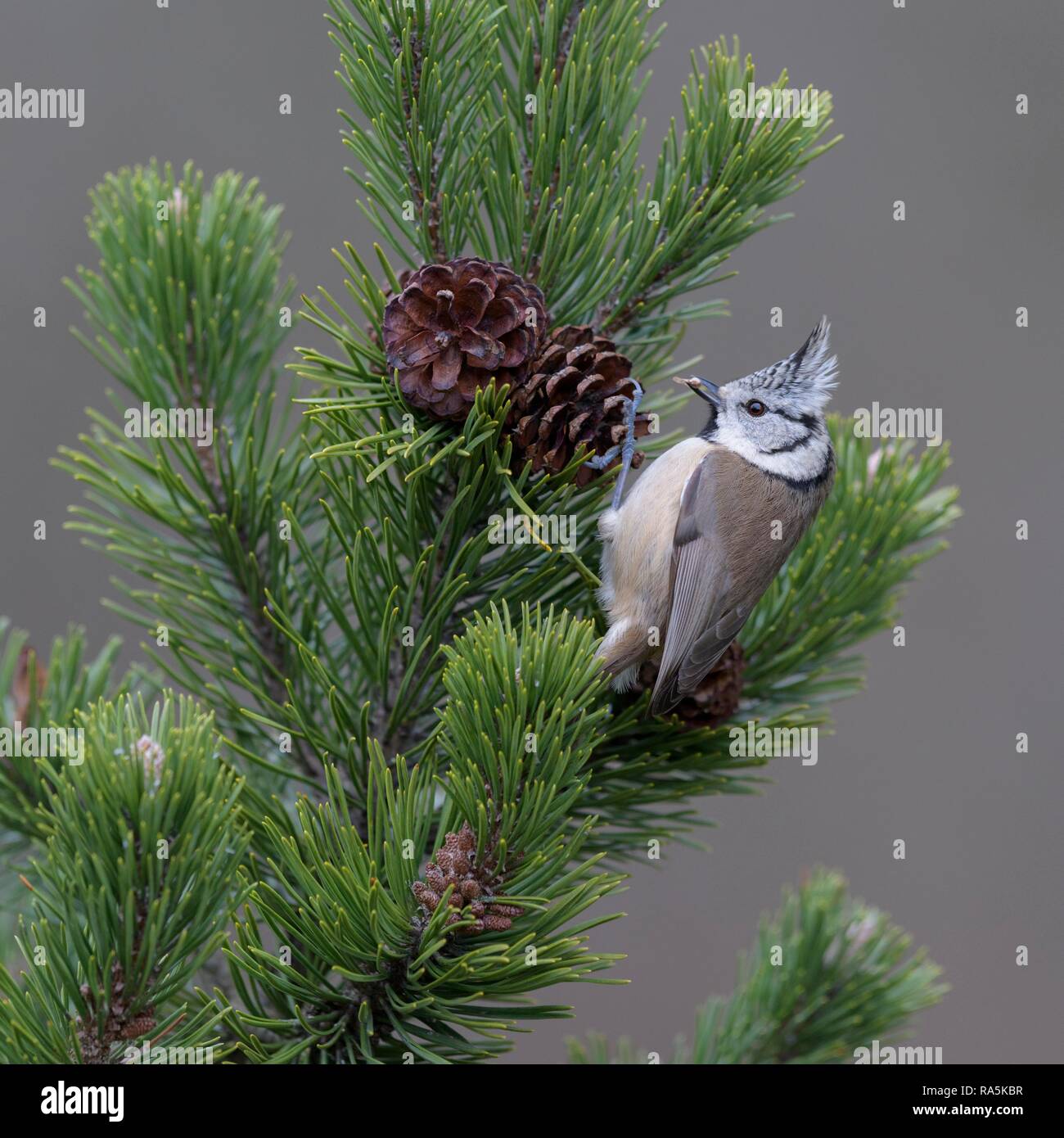Crested tit (Lophophanes cristatus), sits on cone of Mountain pine (Pinus mugo), with seed in beak, biosphere area Swabian Alb Stock Photo