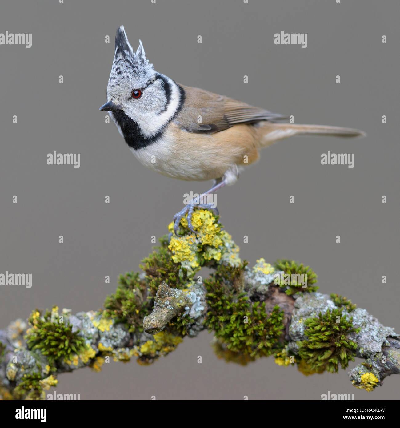 Crested tit (Lophophanes cristatus), sits on a branch with moss and lichens, biosphere area Swabian Alb, Baden-Württemberg Stock Photo