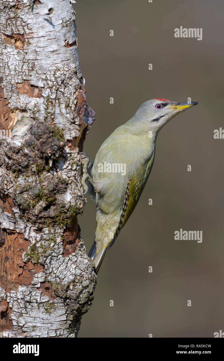 Grey-headed woodpecker (Picus canus), male, foraging at Downy birch (Betula pubescens), biosphere area Swabian Alb Stock Photo