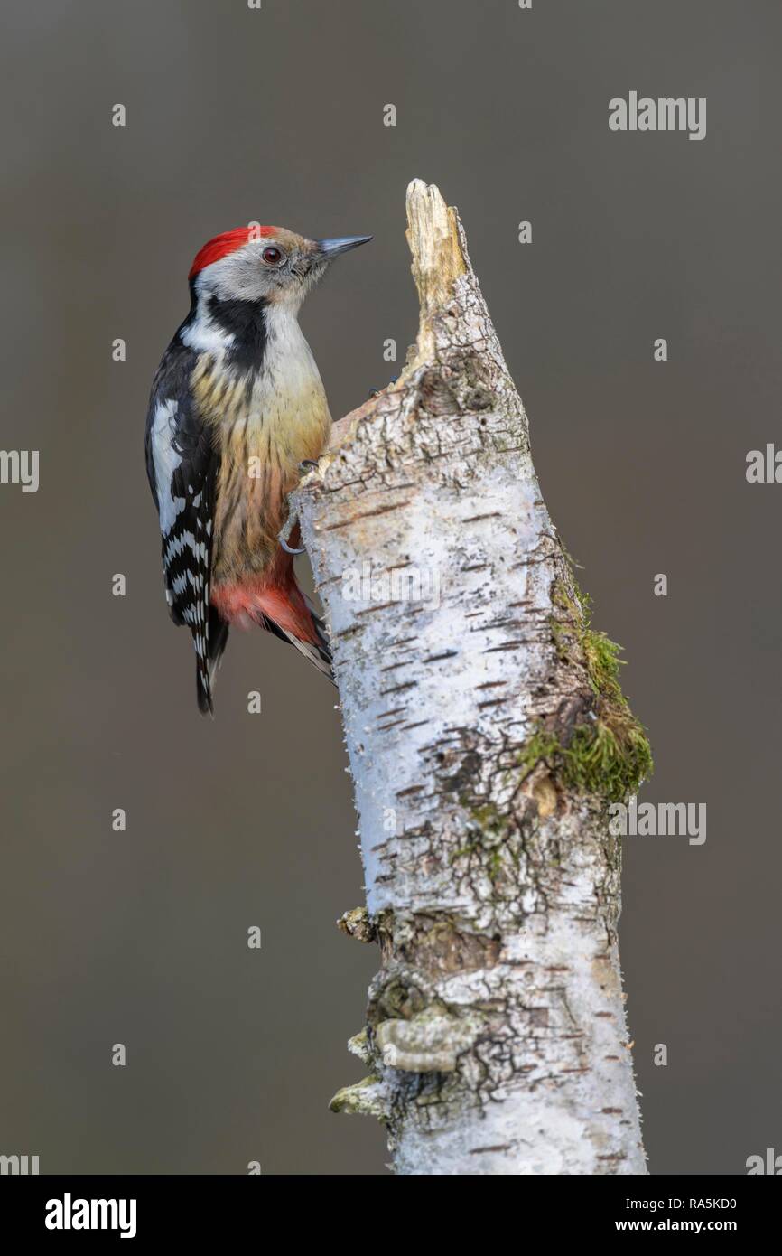 Middle spotted woodpecker (Leiopicus medius), an Downy birch (Betula pubescens), with moss and tree fungi Stock Photo
