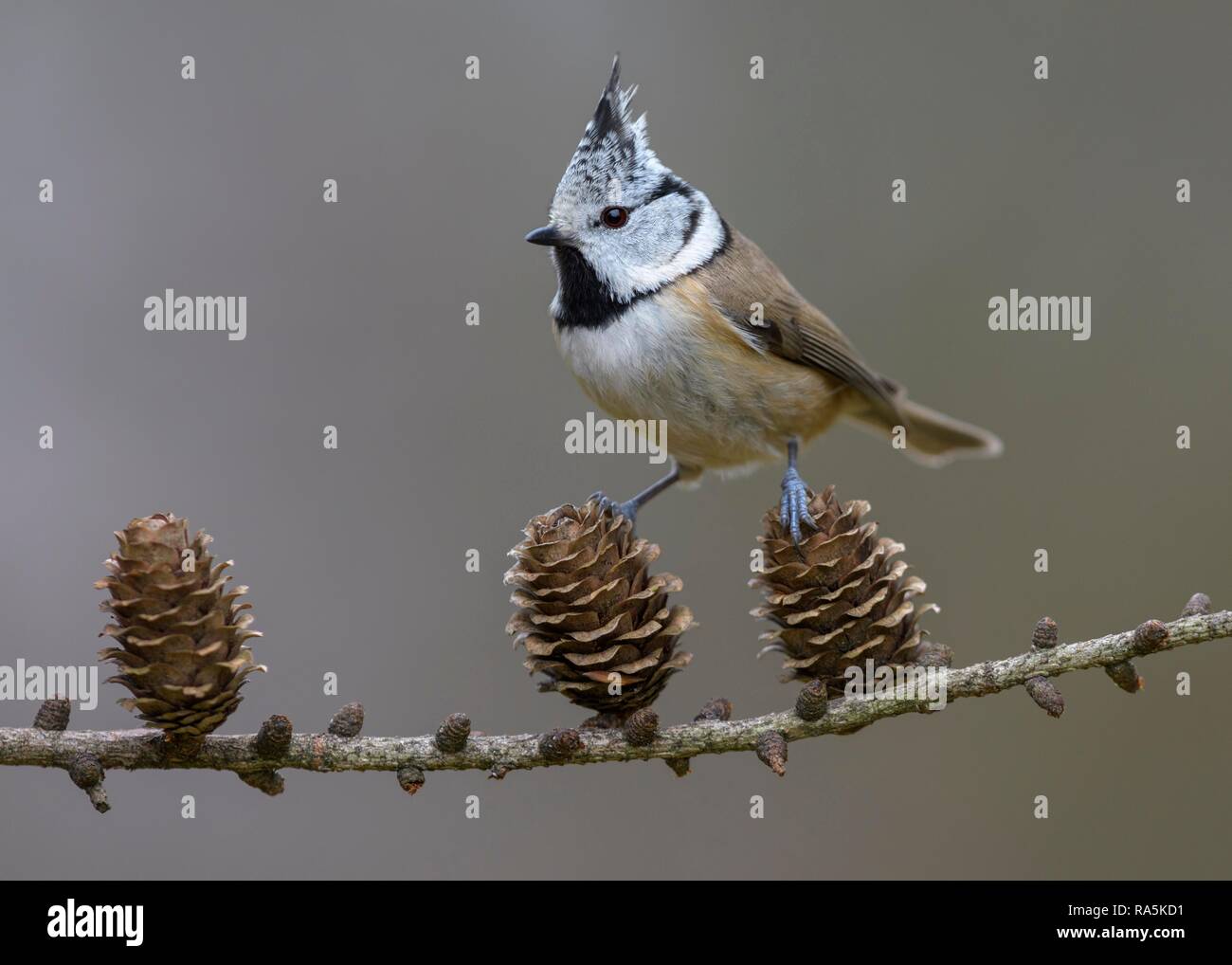 Crested tit (Lophophanes cristatus), sits on cone of Larch, branch (Larix), biosphere area Swabian Alb, Baden-Württemberg Stock Photo