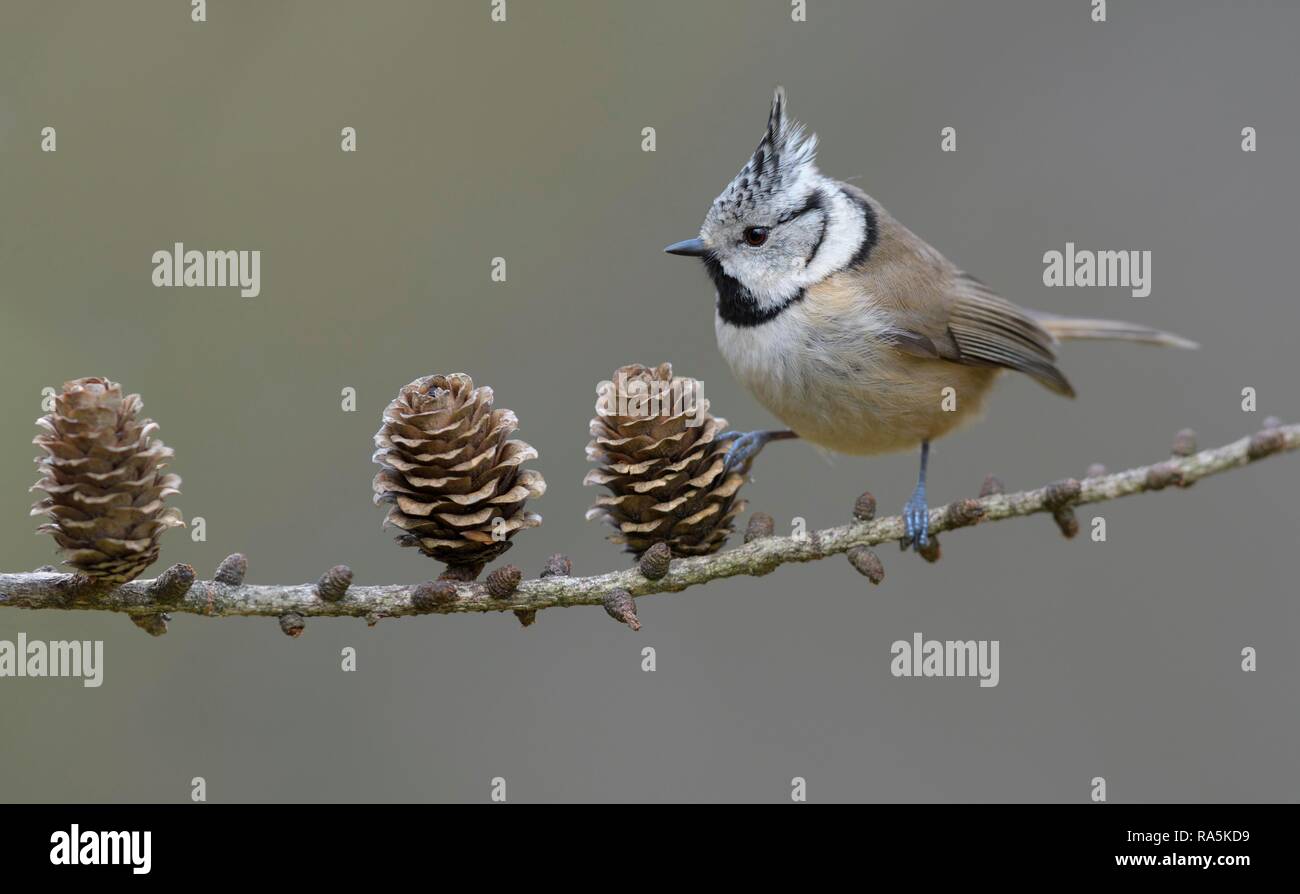 Crested tit (Lophophanes cristatus), sits on Larches branch (Larix) with cone, biosphere area Swabian Alb, Baden-Württemberg Stock Photo