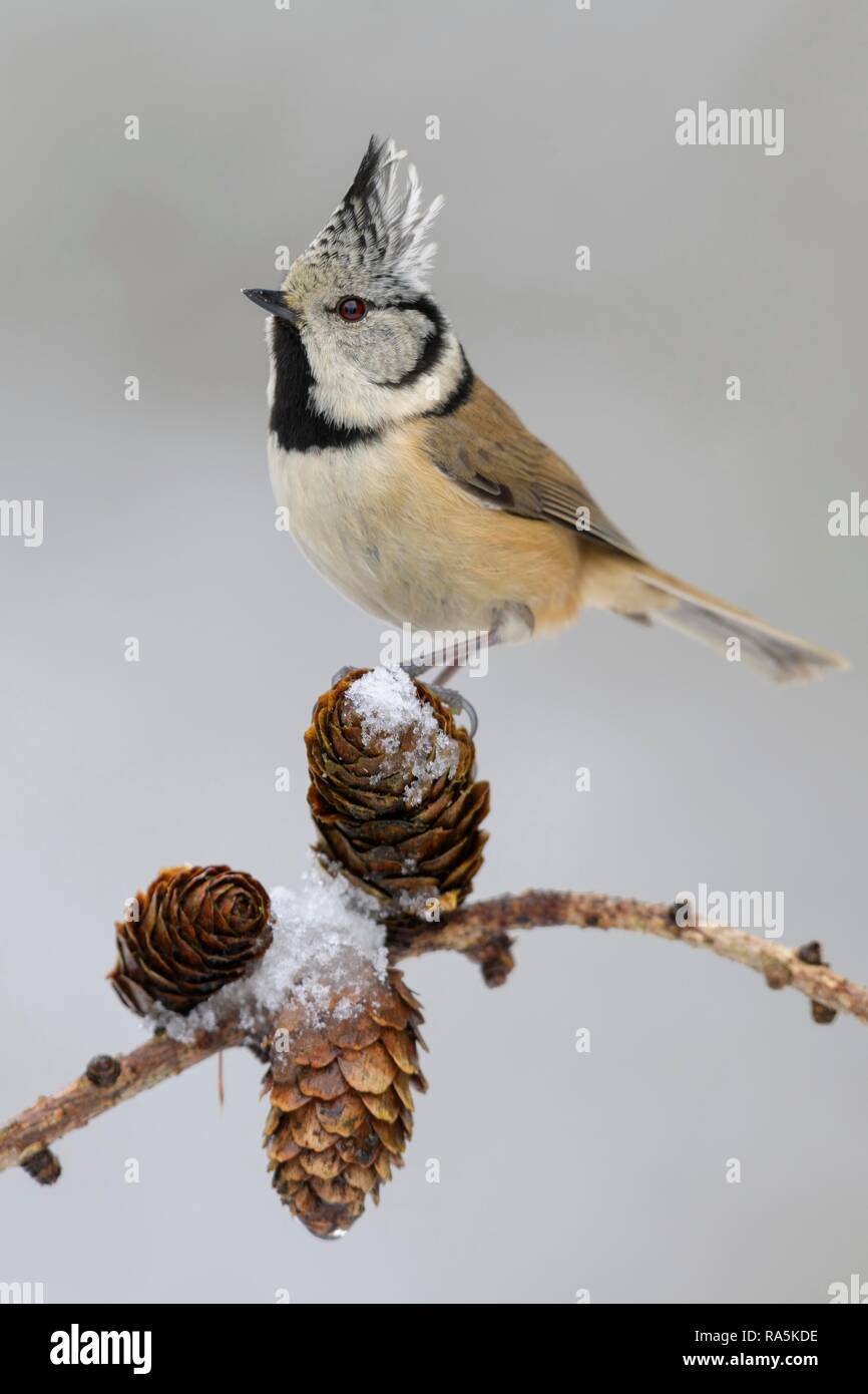 Crested tit (Lophophanes cristatus), sits on snow-covered Larches cones, branch (Larix), biosphere area Swabian Alb Stock Photo