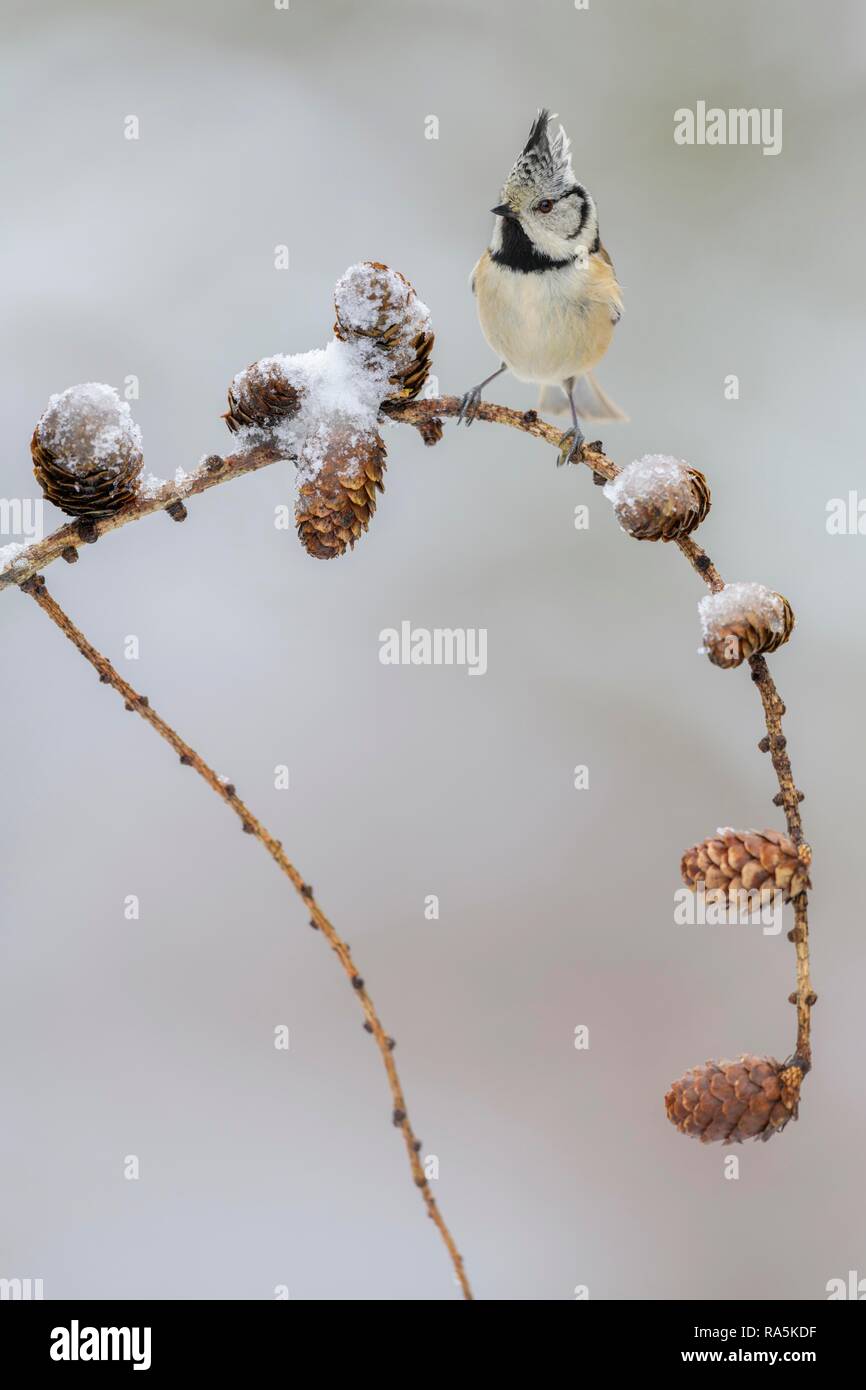 Crested tit (Lophophanes cristatus), sits on Larches branch (Larix) with snow-covered cones, biosphere area Swabian Alb Stock Photo