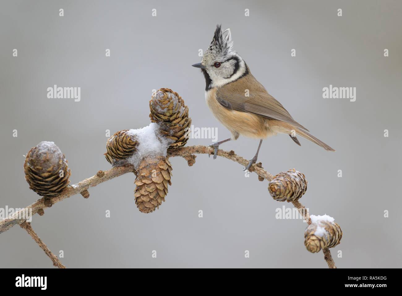 Crested tit (Lophophanes cristatus), sits on Larches branch (Larix) with snow-covered cones, biosphere area Swabian Alb Stock Photo