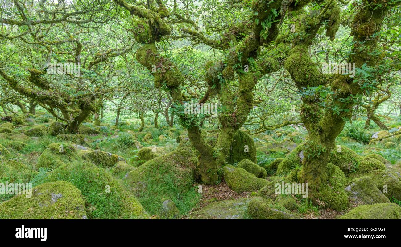 Wistman´s Wood old oak forest, Dartmoor NP, Princetown, England, United Kingdom Stock Photo