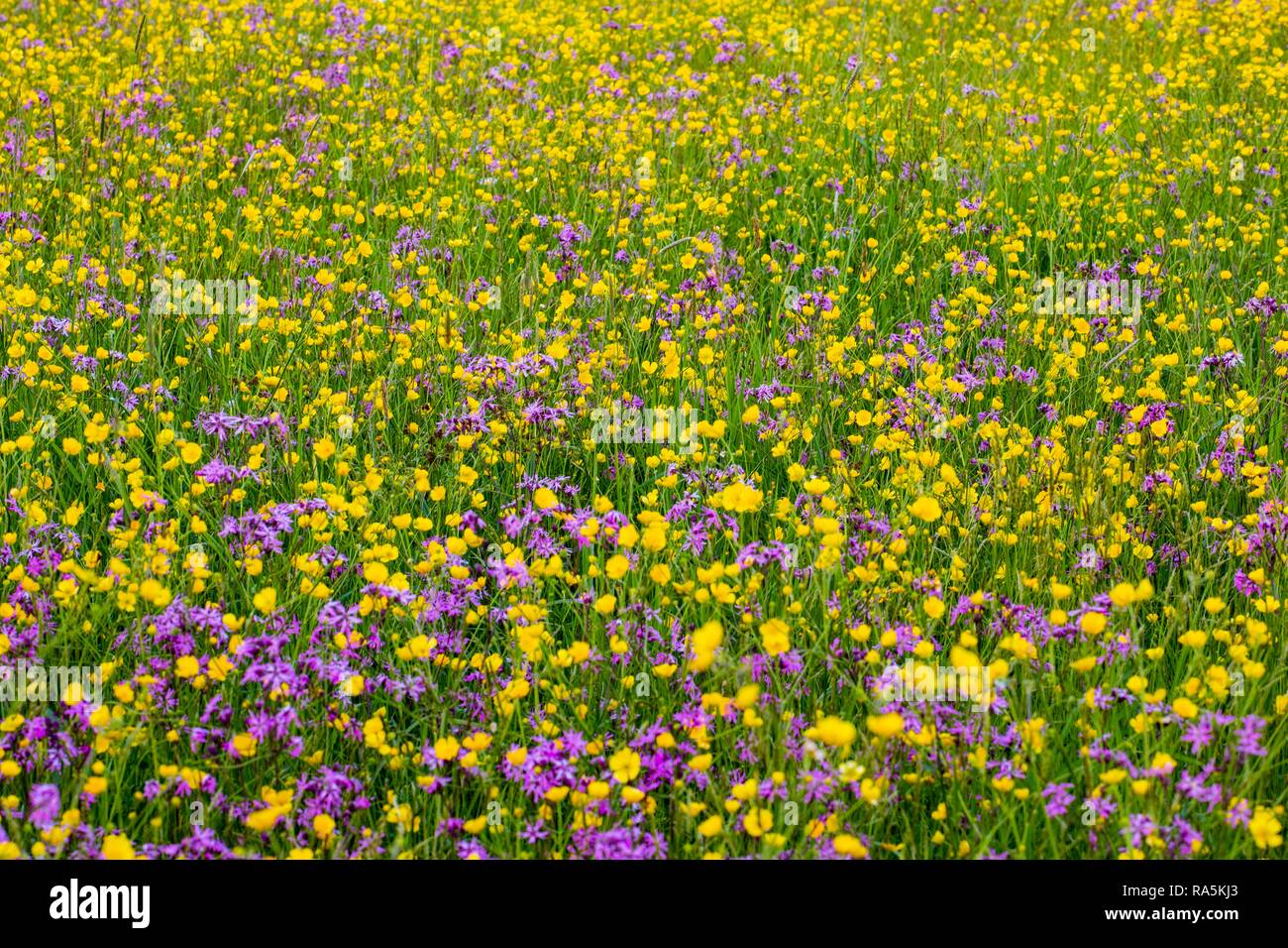 Wild flowers, Buttercup (Ranunculus acris) and Ragged Robin (Lychnis ...