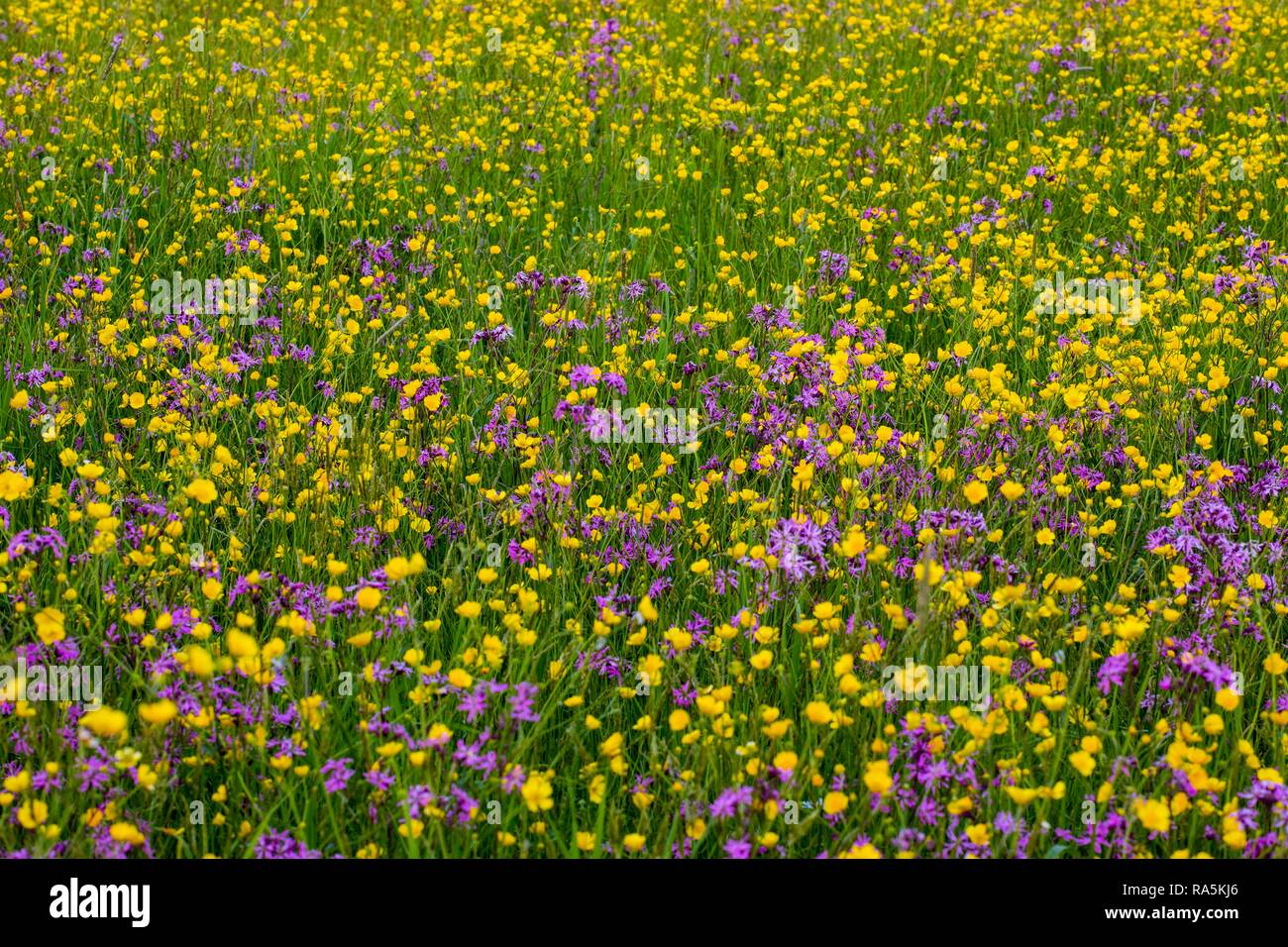 Wild flowers, Buttercup (Ranunculus acris) and Ragged Robin (Lychnis flos-cuculi), Quebec, Canada Stock Photo