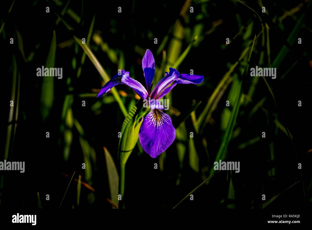 Wild flower (Iris versicolor), Quebec, Canada Stock Photo