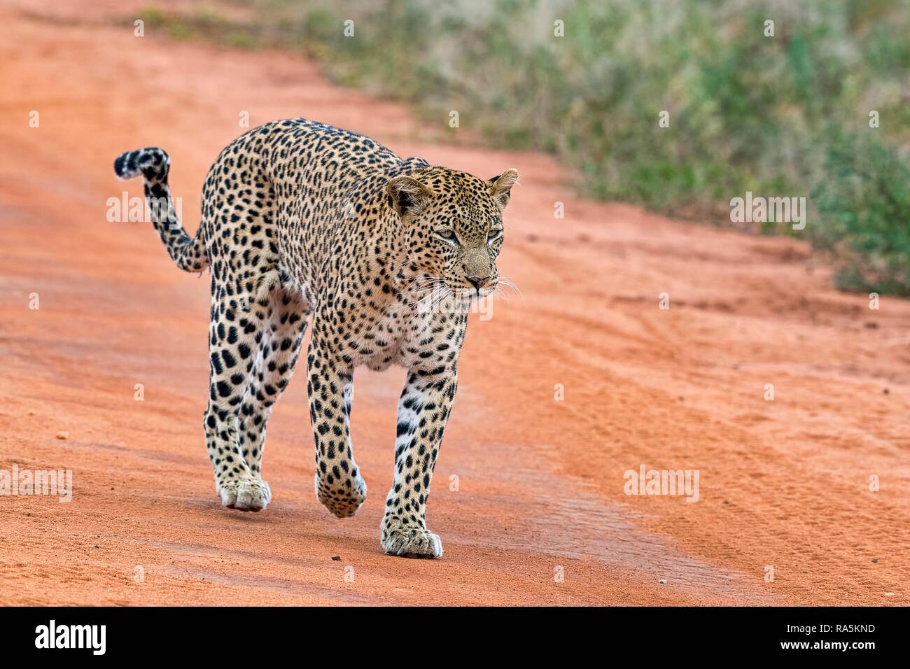 Leopard (Panthera pardus) runs on sand track, Tsavo West National Park, Kenya Stock Photo