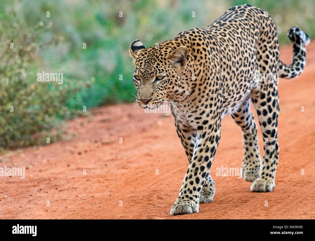 Leopard (Panthera pardus) runs on sand track, Tsavo West National Park, Kenya Stock Photo