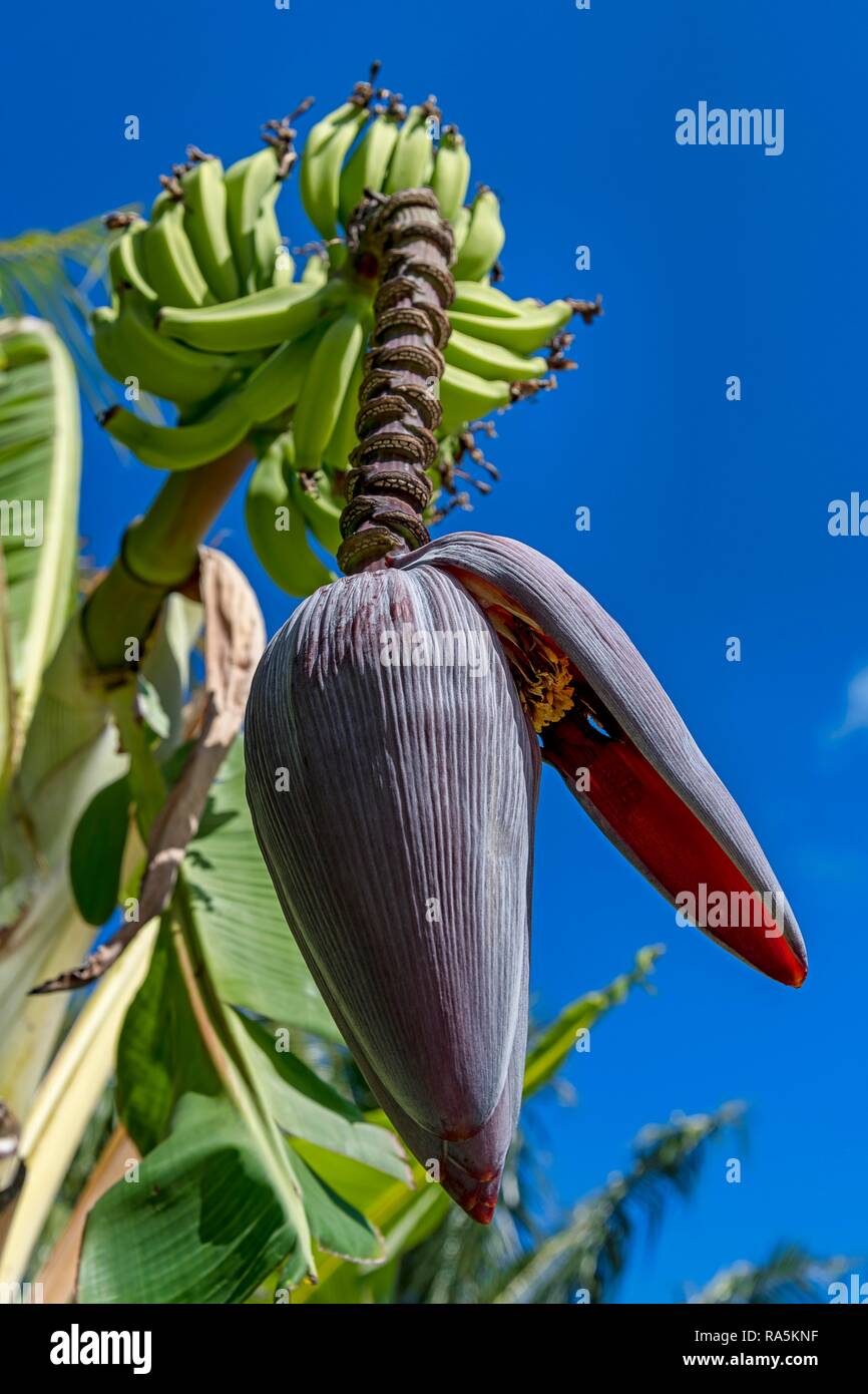Banana (Musa ensete), perennial with fruits and flowers, Maupiti, Society Islands, French Polynesia Stock Photo