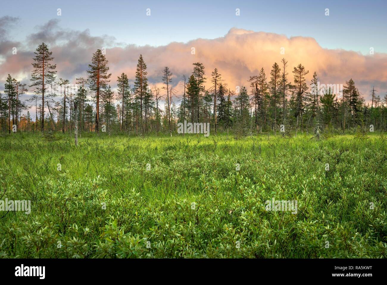 Pine forest with pink clouds in wetland, Sodankylä, Lappi, Finland Stock Photo