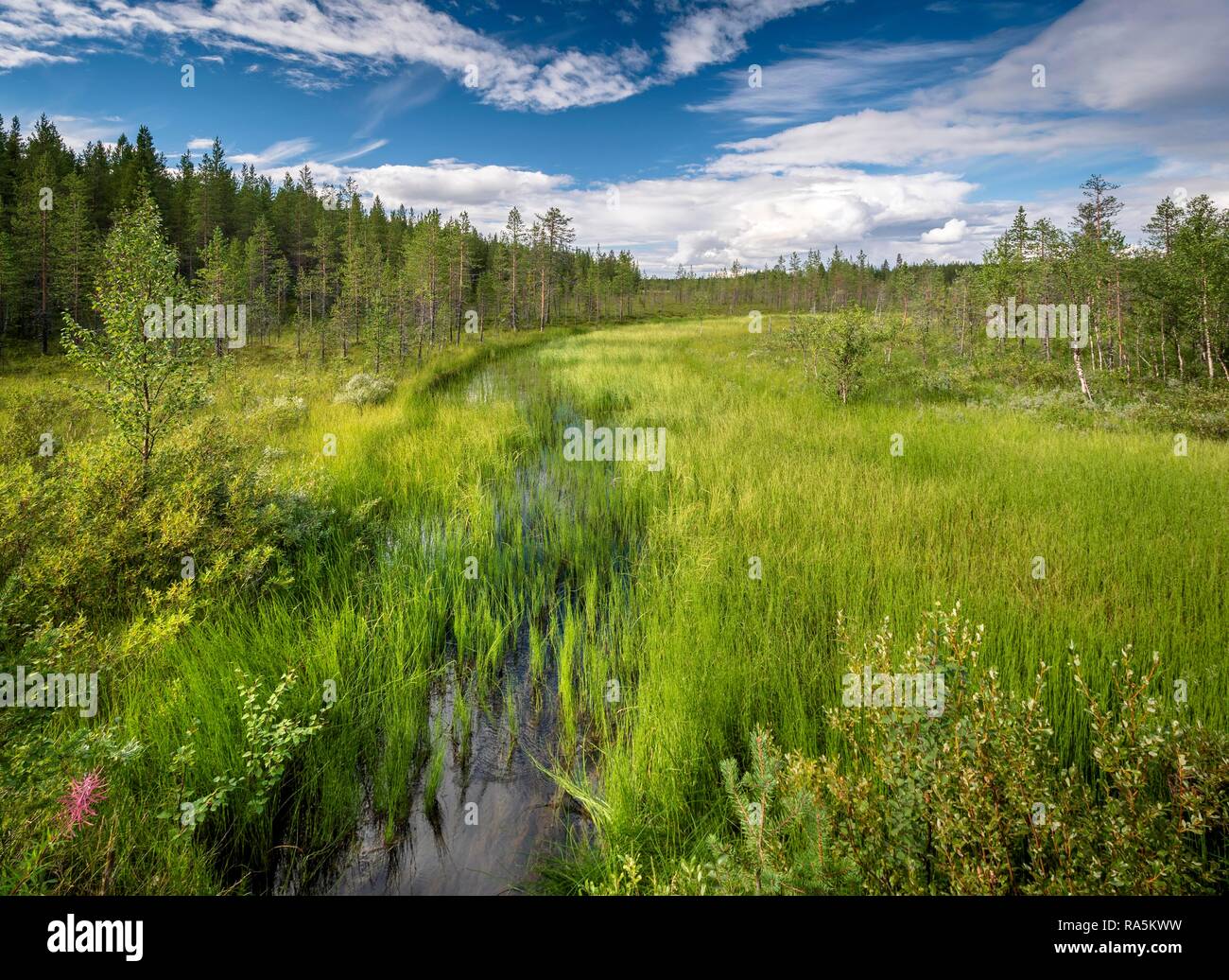Creek flows through wetland, Arctic tundra, Sodankylä, Lappi, Finland Stock Photo