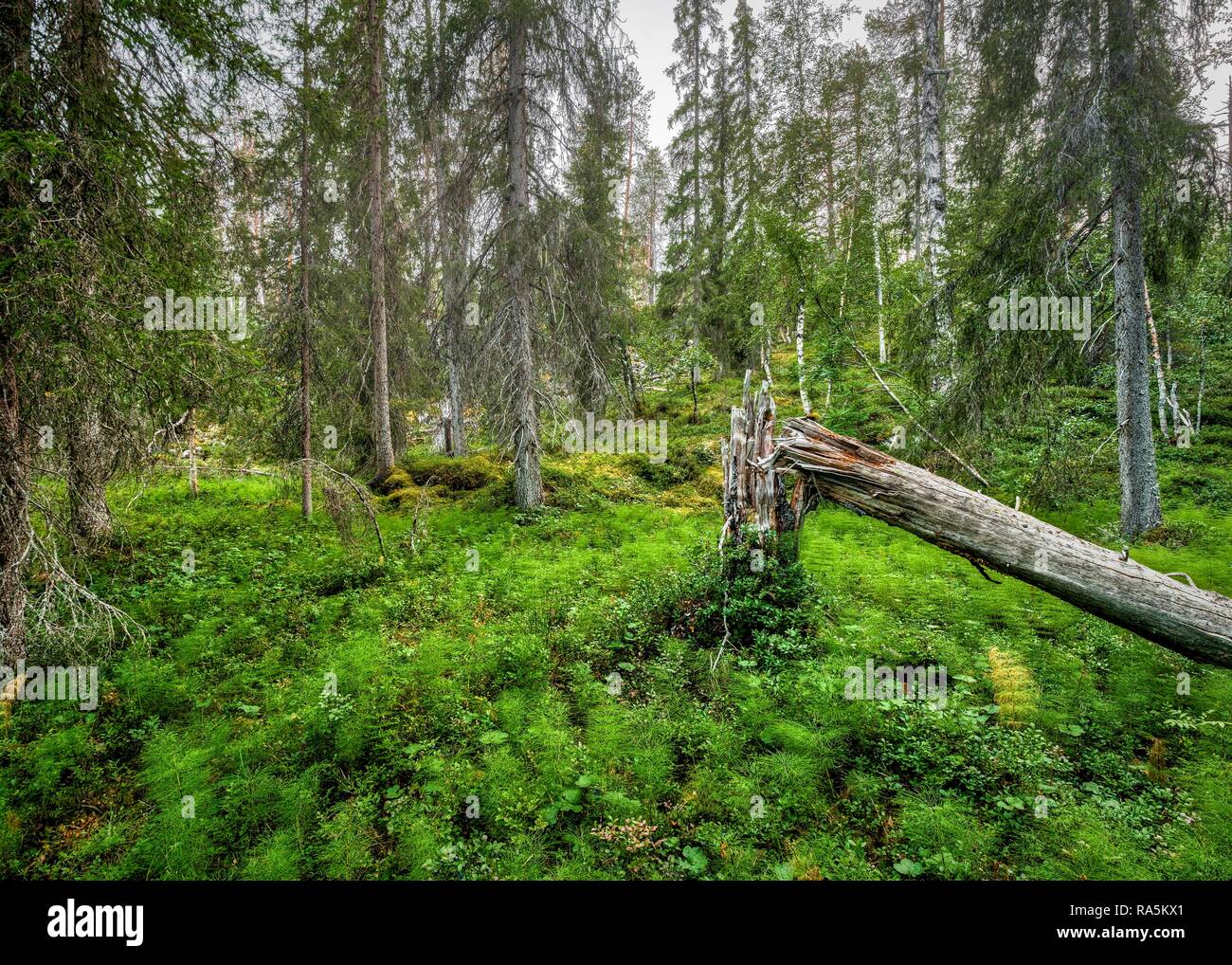 Fallen tree in arctic forest with Horsetails (Equisetum), Lappi, Finland Stock Photo