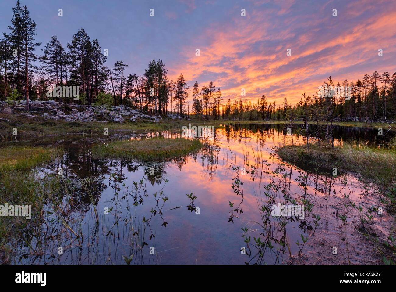 Arctic plants hires stock photography and images Alamy