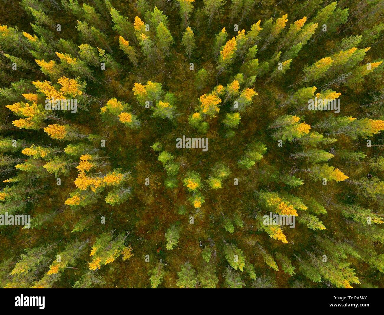 Drone shot, Larches (Larix) with autumnal yellow coloration in wetland, Sodankylä, Lappi, Finland Stock Photo