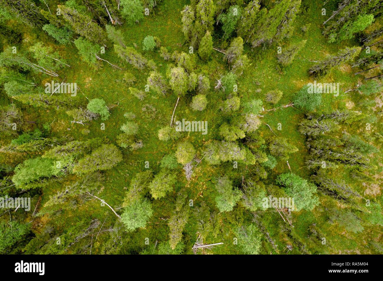Drone shot, boreal, arctic conifers, forest, moss, wetland, salla, Lappi, Finland, Finland Stock Photo