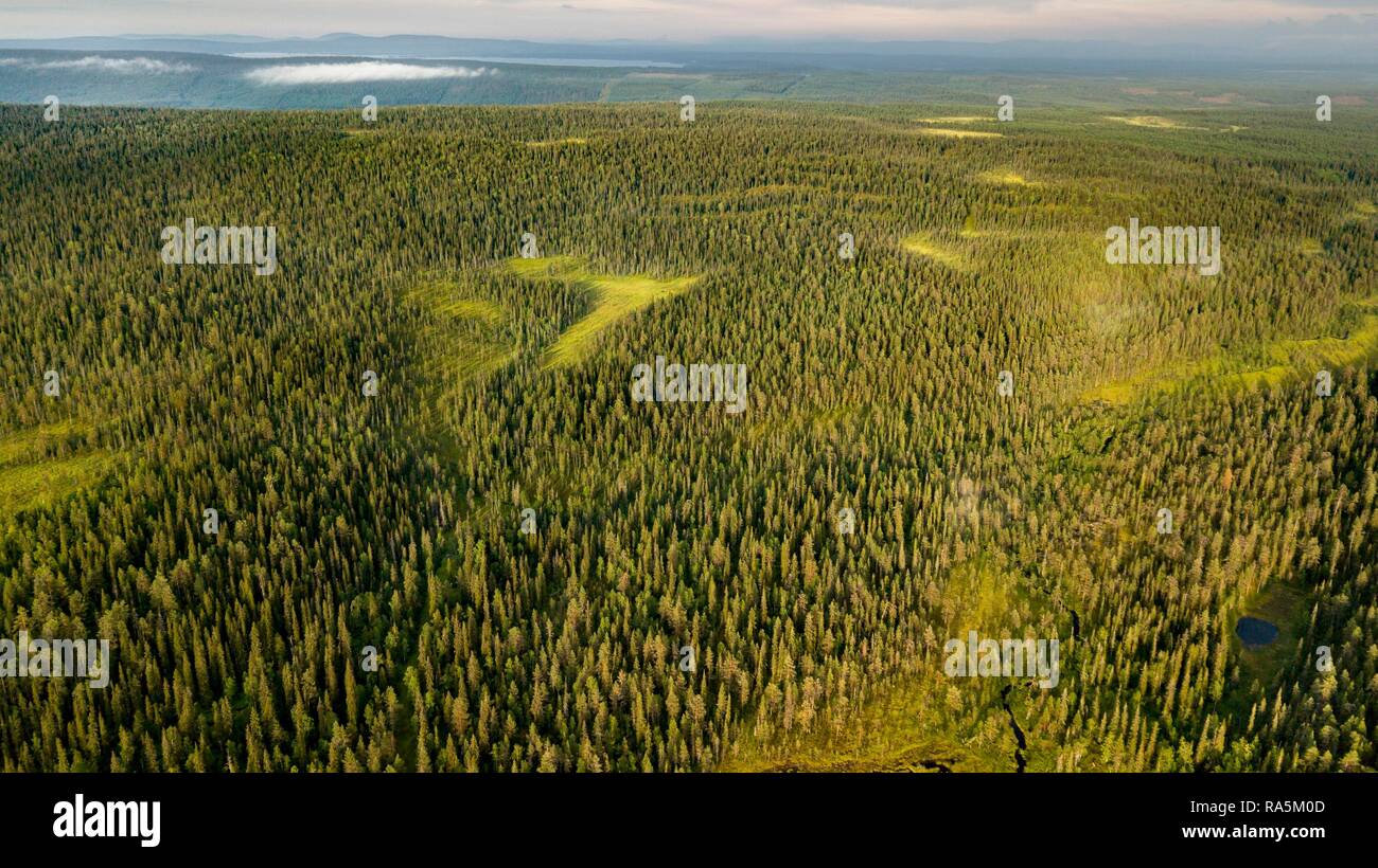 Drone shot, boreal, arctic forest, conifers in wetland, moor, Salla, Lappi,  Finland Stock Photo - Alamy
