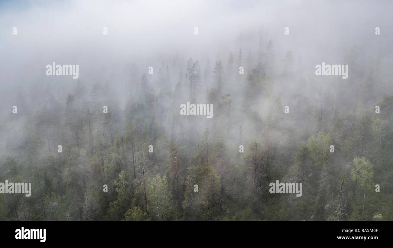 Drone shot, fog in boreal, arctic forest, conifers, deciduous trees, salla, Lappi, Finland Stock Photo