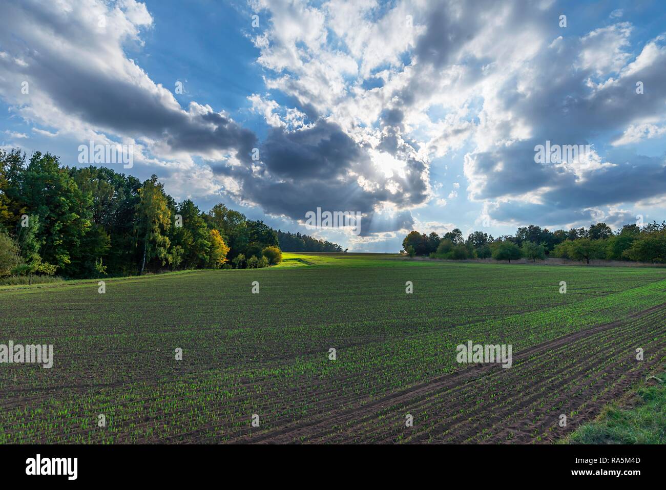 Field with germinating Common Wheat (Triticum aestivum), cloudy sky, Franconia, Bavaria, Germany Stock Photo