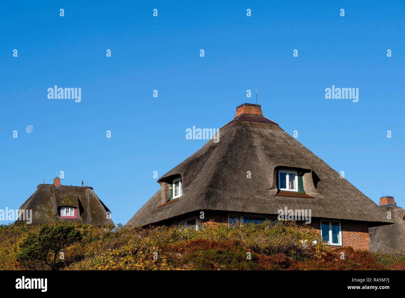 Typical Frisian houses with thatched roofs in the dunes of Hörnum, Sylt, Nordfriesland, Schleswig-Holstein, Germany Stock Photo